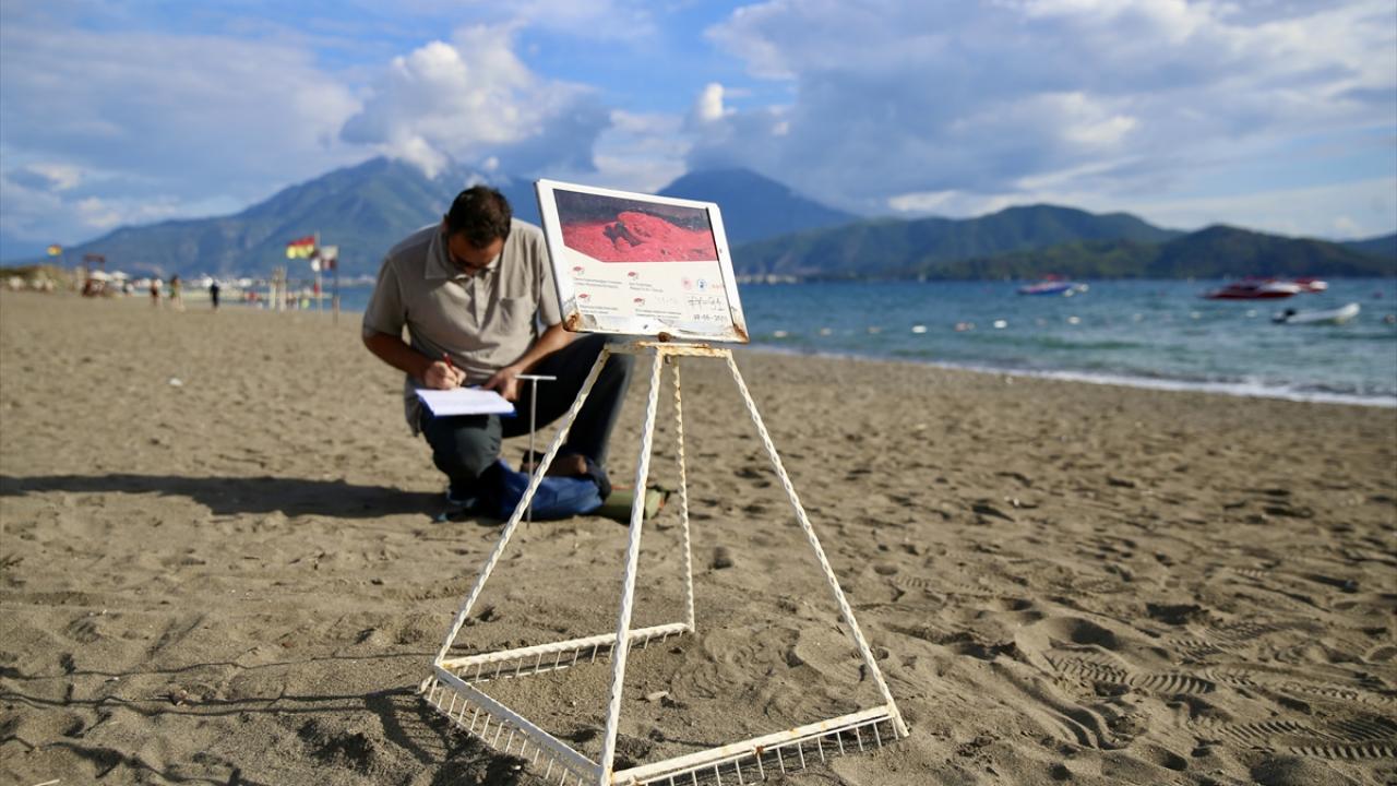 Fethiye sahillerinde yaklaşık 6 bin caretta caretta yavrusu denizle buluştu